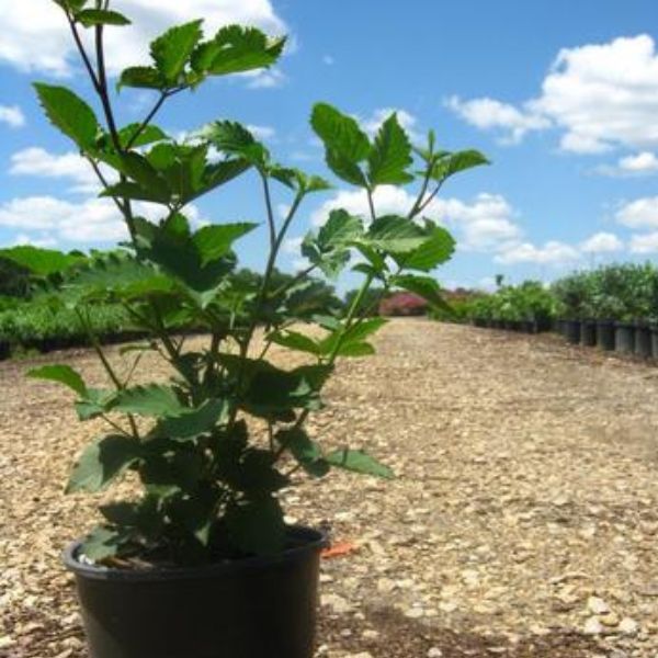 Natchez Blackberry Bush