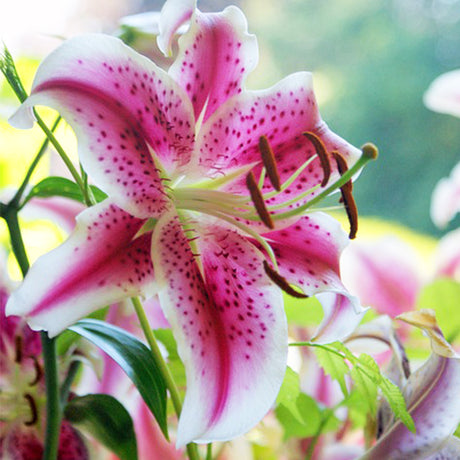 Stargazer Oriental Lily