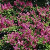 Purple Crape Myrtle