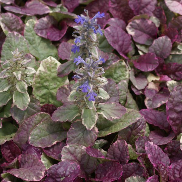 Burgundy Glow Ajuga