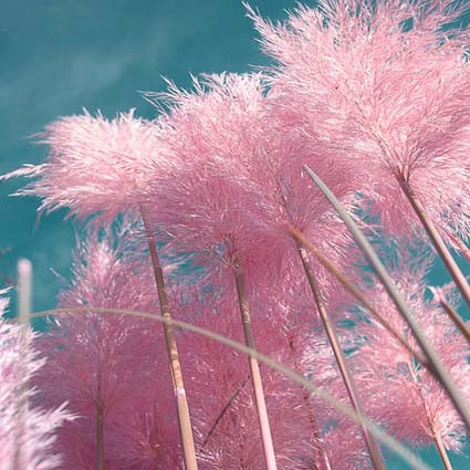 Pink Pampas Grass