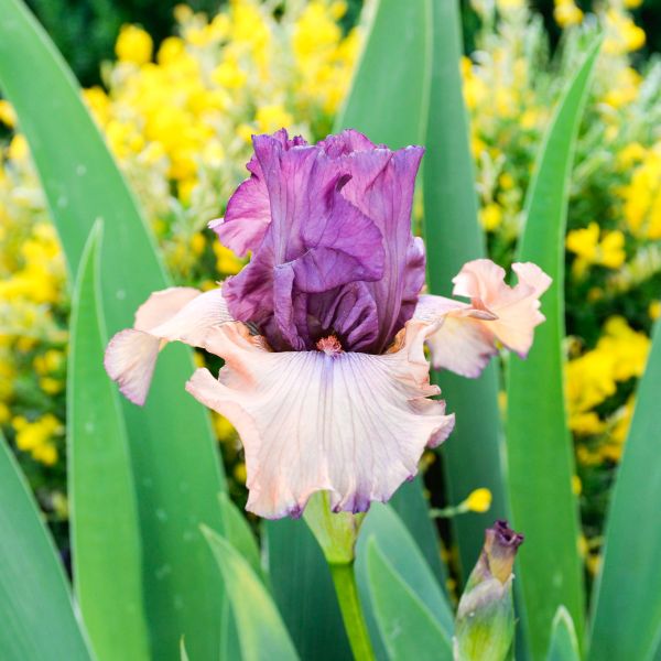 Finishing School Tall Bearded Iris