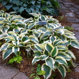 Blue Ivory Hosta