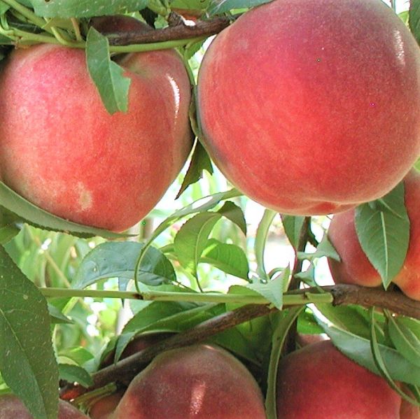 Blushing Pearl Columnar Peach Tree