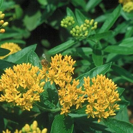 Hello Yellow Butterfly Weed