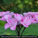 Abracadabra&reg; Star Hydrangea