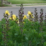 Twilite Prairieblues&trade; False Indigo