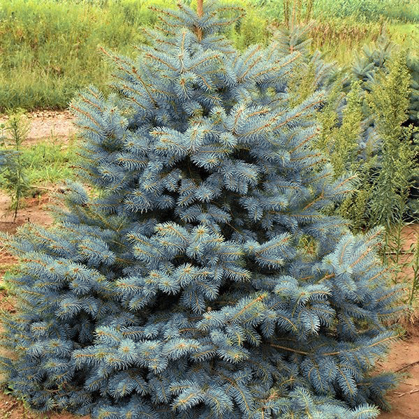 Colorado Blue Spruce Tree