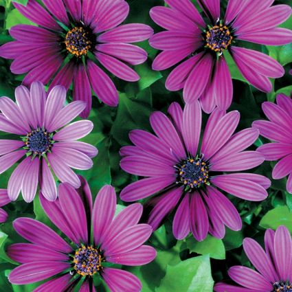 Soprano Purple Daisy