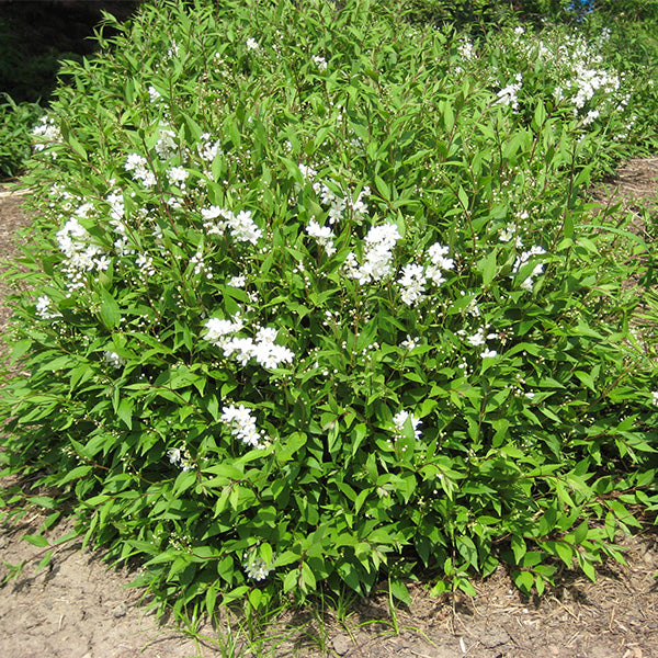 Slender Deutzia