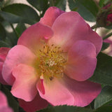 Easy Elegance&reg; All the Rage Rose