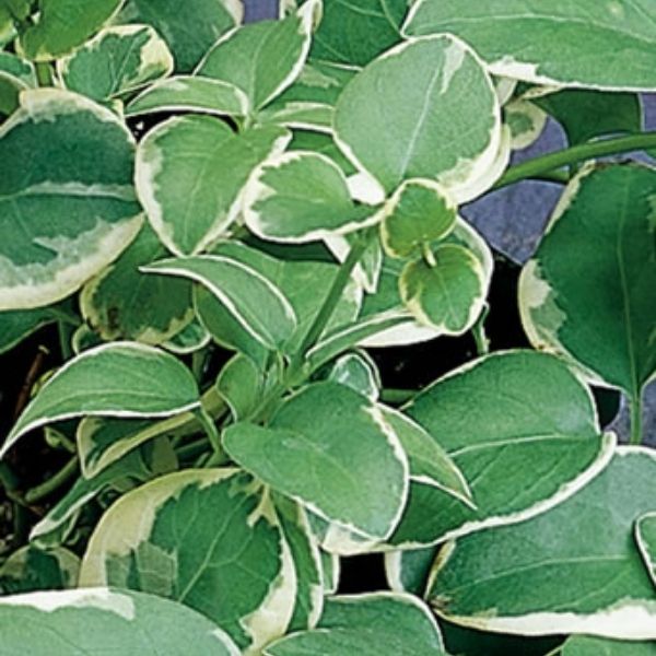 Variegated Periwinkle