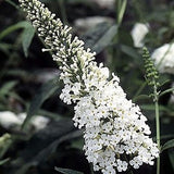 White Profusion Butterfly Bush