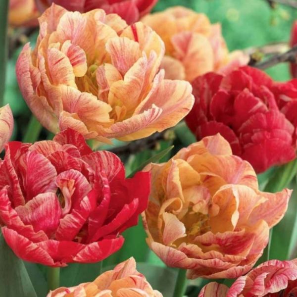 Peptalk Tulip