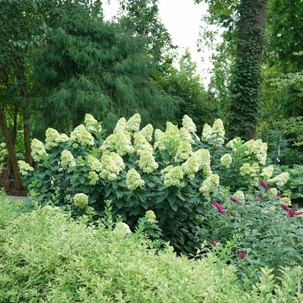 Limelight Prime&reg; Panicle Hydrangea