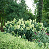 Limelight Prime&reg; Panicle Hydrangea