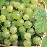 Pixwell Gooseberry Bush