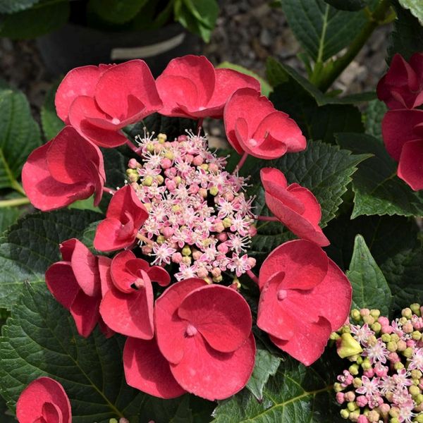 Cherry Explosion&trade; Hydrangea