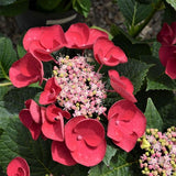 Cherry Explosion&trade; Hydrangea