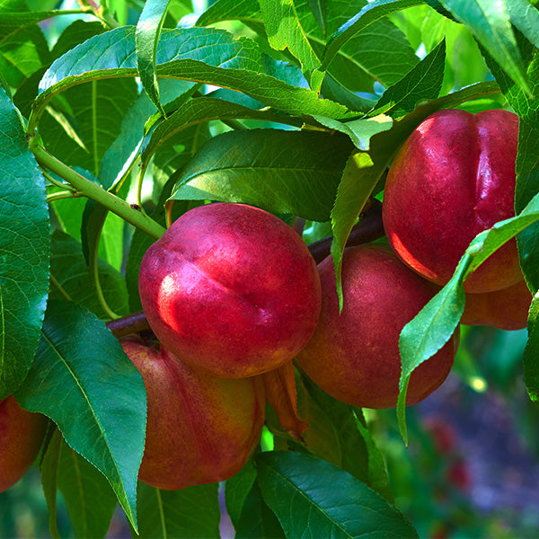 Rose Princess Nectarine