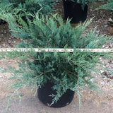 Grey Owl Juniper