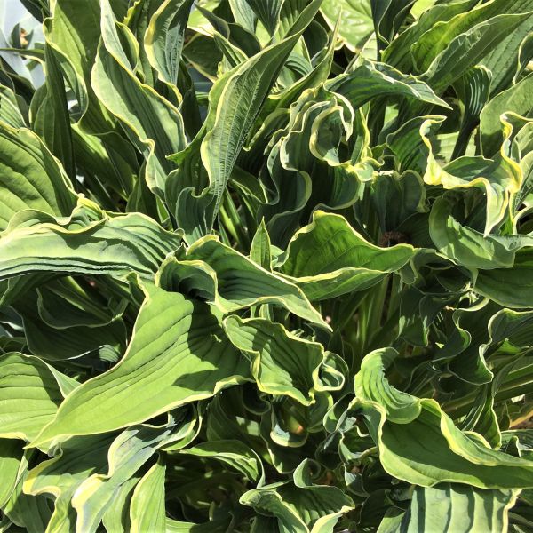 Praying Hands Hosta