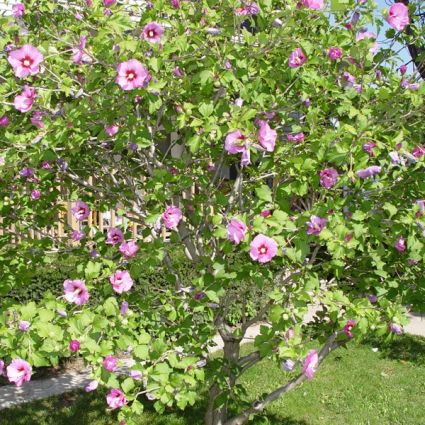 Aphrodite Rose of Sharon