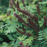 Audubon&reg; Native Shrub Indigo