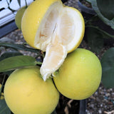 Oro Blanco Grapefruit Tree