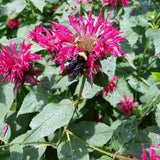 Raspberry Wine Bee Balm