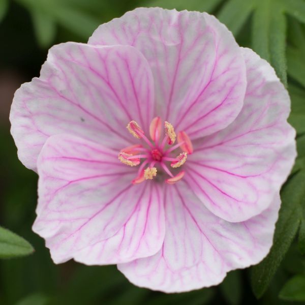 Geranium Sanguineum Striatum