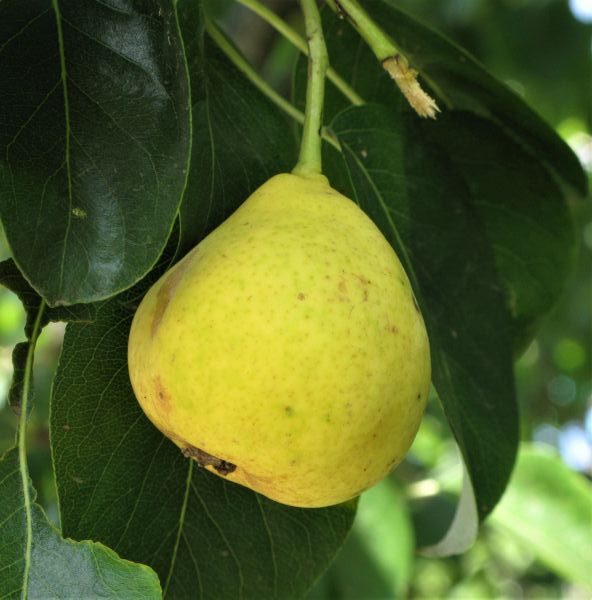 Orient Pear Tree