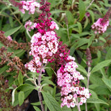 Buzz&trade; Soft Pink Butterfly Bush