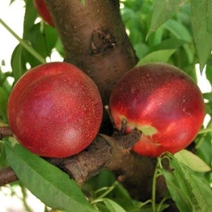 Arctic Rose White Nectarine Tree