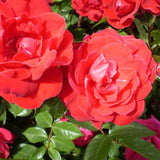 Easy Elegance&reg; Como Park Rose