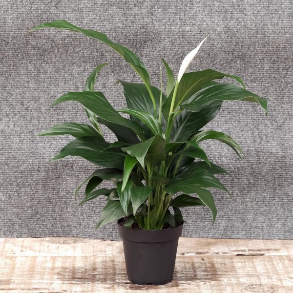 Peace Lily