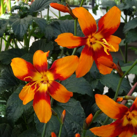 Emily McKenzie Crocosmia