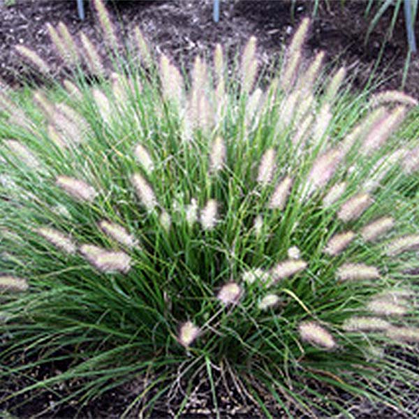 Hush Puppy&trade; Fountain Grass