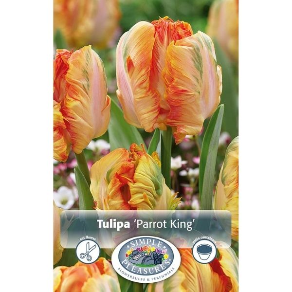 Parrot King Parrot Tulip