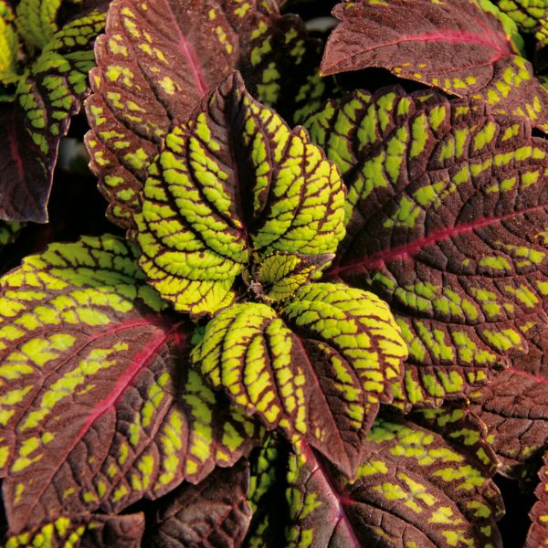 Fishnet Stocking Coleus