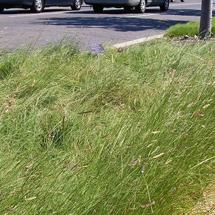 Blue Grama Grass Plugs