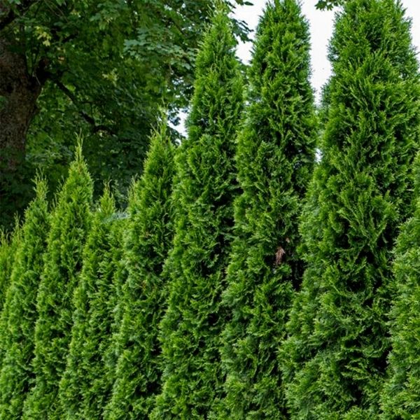 Emerald Green Arborvitae