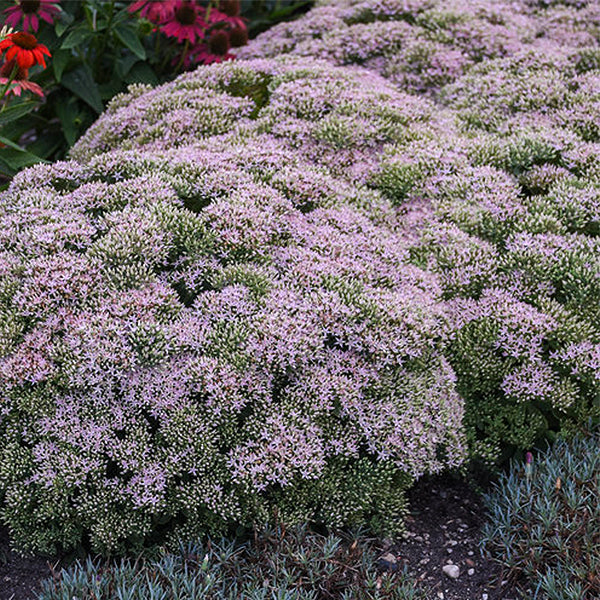 Rock 'N Round&trade; Pure Joy Sedum