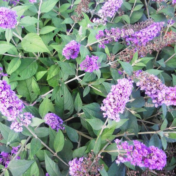 Lo & Behold&reg; Purple Haze Butterfly Bush