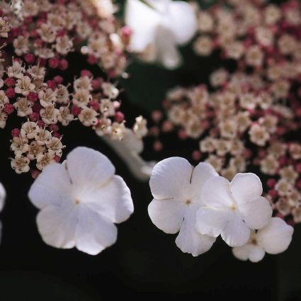 Viburnum Onondaga