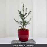 Serbian Spruce Tabletop Christmas Tree