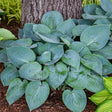 Prairie Sky Hosta