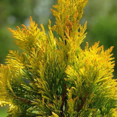 Forever Goldy&reg; Arborvitae