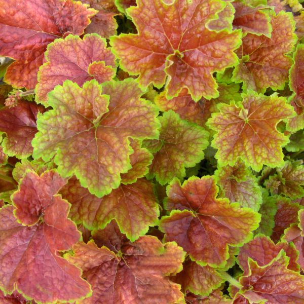 Miracle Coral Bells