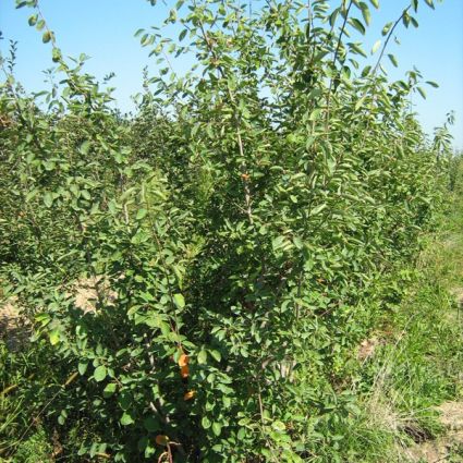 Cole's Select Serviceberry